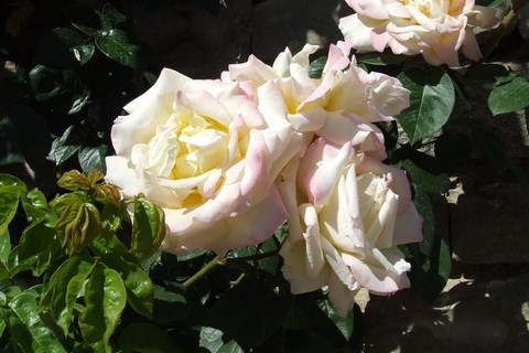 roses de Chaumont le Bois