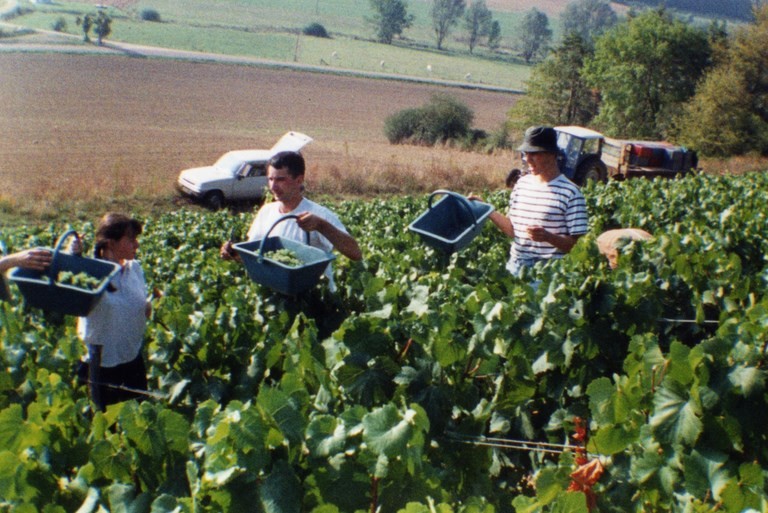 premieres vendanges