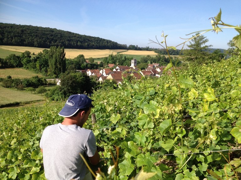 vignoble de Chaumont-le-Bois