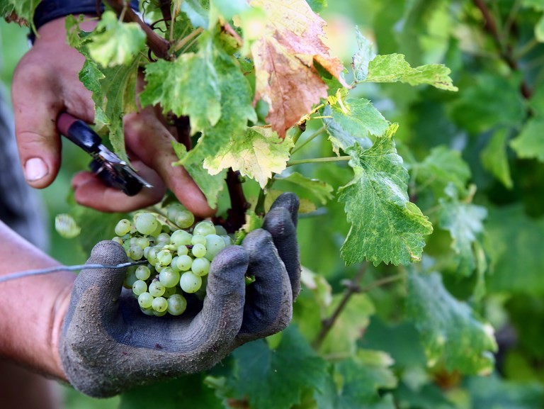 vendanges secateur