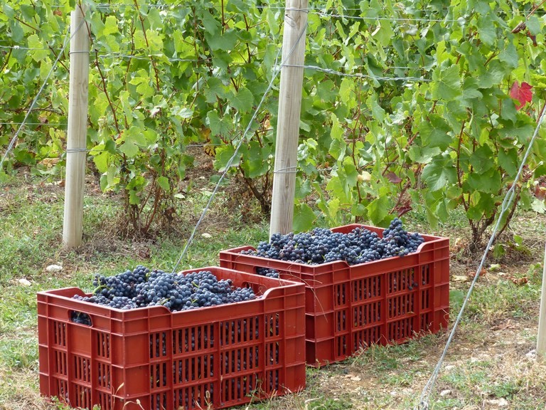 vendanges manuelles