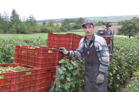 vendanges raisin 2013