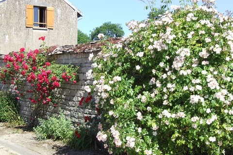 rosiers à Chaumont le Bois