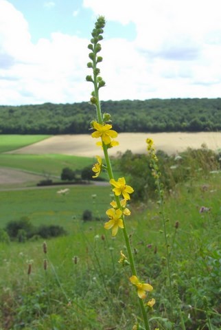 aigremoine eupatoire - flore du chatillonnais