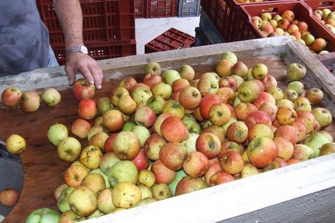 atelier jus de pommes