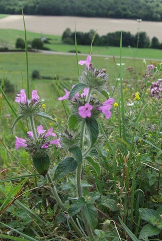 grand basilic sauvage - botanique des vigne