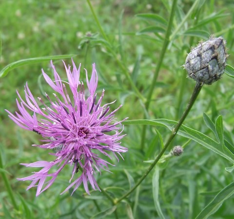 centaurée scabieuse - flore du vignoble chatillonnais