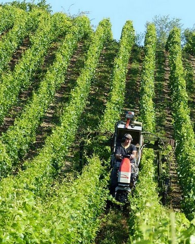 Travail des vignes rognage