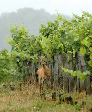 chevreuil dans les vignes