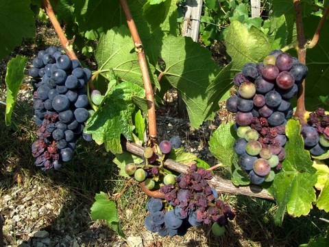 vendanges 2012 cremant de bourgogne