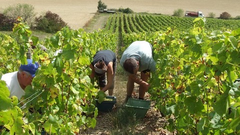 vendanges manuelles bourgogne