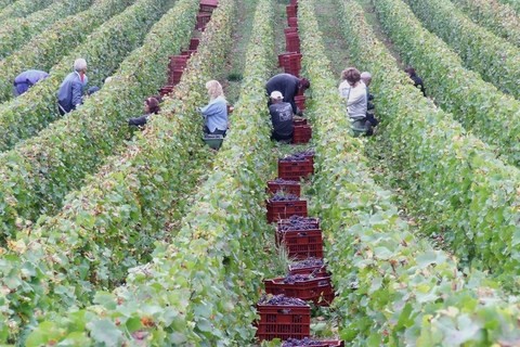 vendanges 2013 cremant de bourgogne