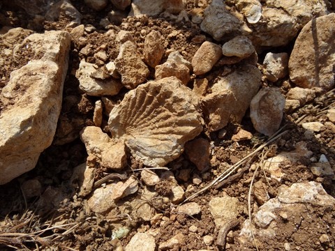 geologie terroir chatillonnais cuesta