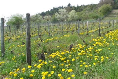 vix des vignes jaune d'or au printemps