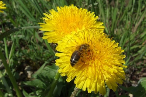 abeille dans les vignes du châtillonnais