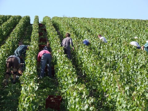 vendanges 2010 à Chaumont le Bois en Châtillonnais