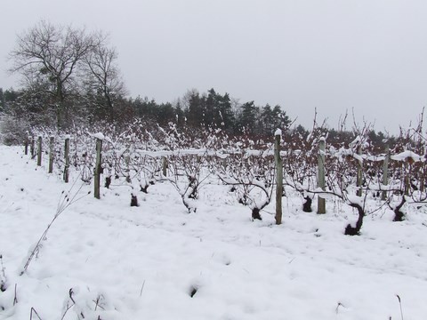 vignoble chatillonnais sous la neige