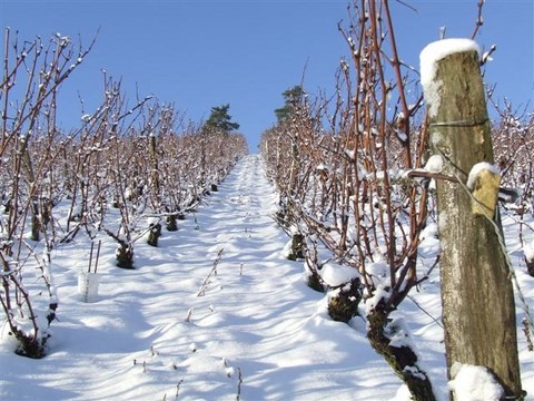 parcelle les Vignottes sous la neige