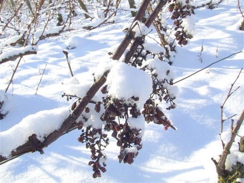 raisins sous la neige