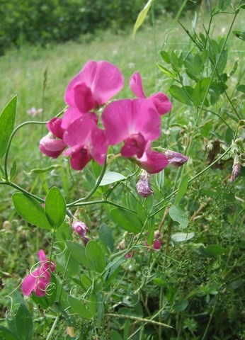 Gesse tubéreuse - flore des vignes