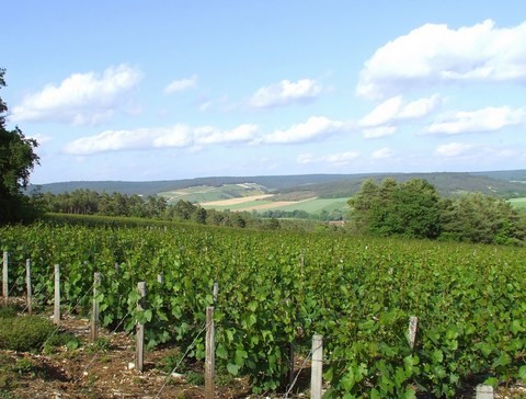 Vignoble de la vallée de la Seine