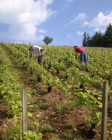 viticulture raisonnée