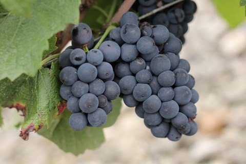 Raisin pinot noir