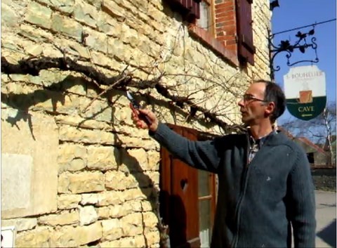 video taille vigne treille