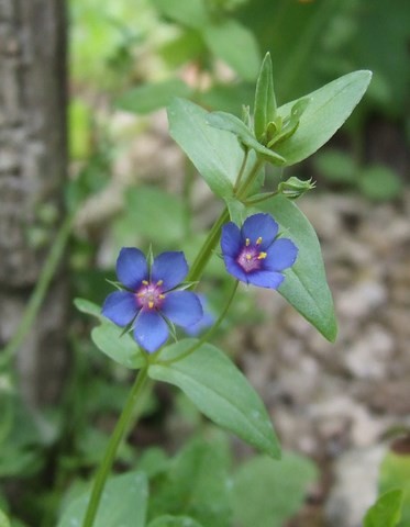 mouron bleu - flore du vignoble