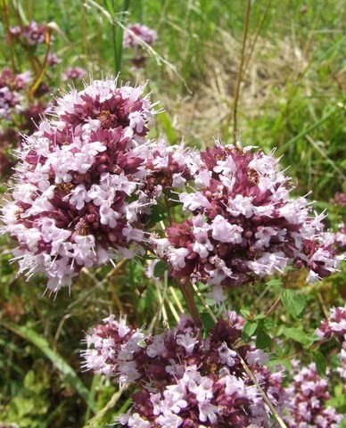 origan - flore des vignes chatillonnaises