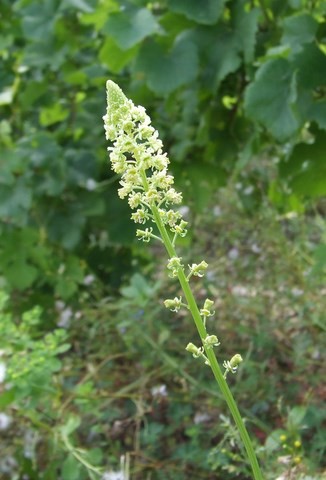 réséda - fleur des vignes