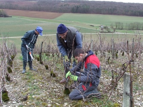 taille de la vigne guyot simple