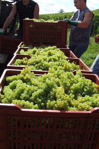 vendanges raisins chardonnay