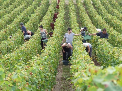 vendanges 2012 cremant chatillonnais