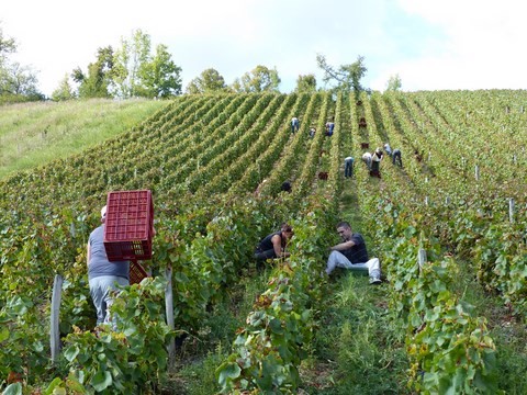 vendanges 2014 cremant