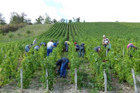 vendanges cremant 2015