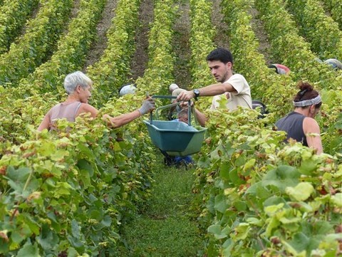 vendanges cremant 2016