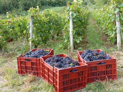 Visite commentée du vignoble