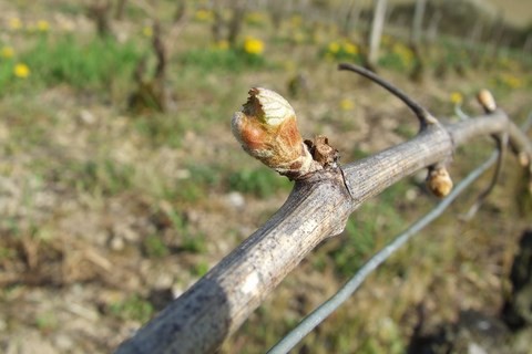 Débourement de la vigne - coteau des vignottes 2011