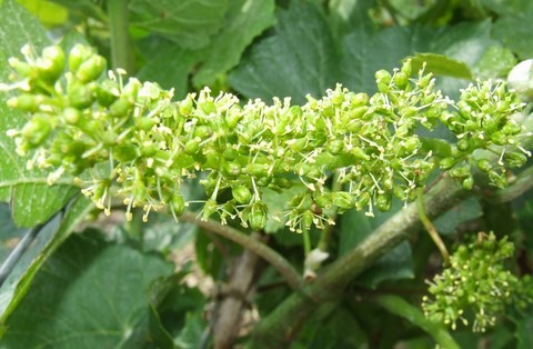 vigne en fleur