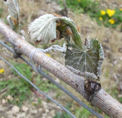 gel dans le vignoble Chatillonnais