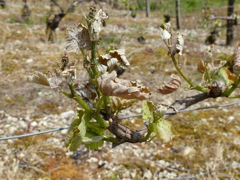 vigne gel de printemps