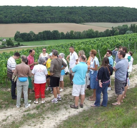 Accueil de groupes dans les vignes